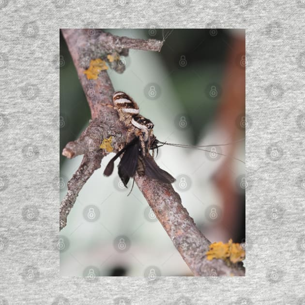 Zebra Jumper spider with prey (caddisfly) by SDym Photography